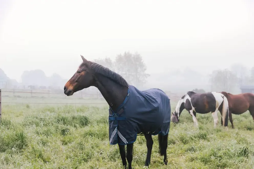 0g Turnout Rug All Weather Waterproof Comfort | Kentucky