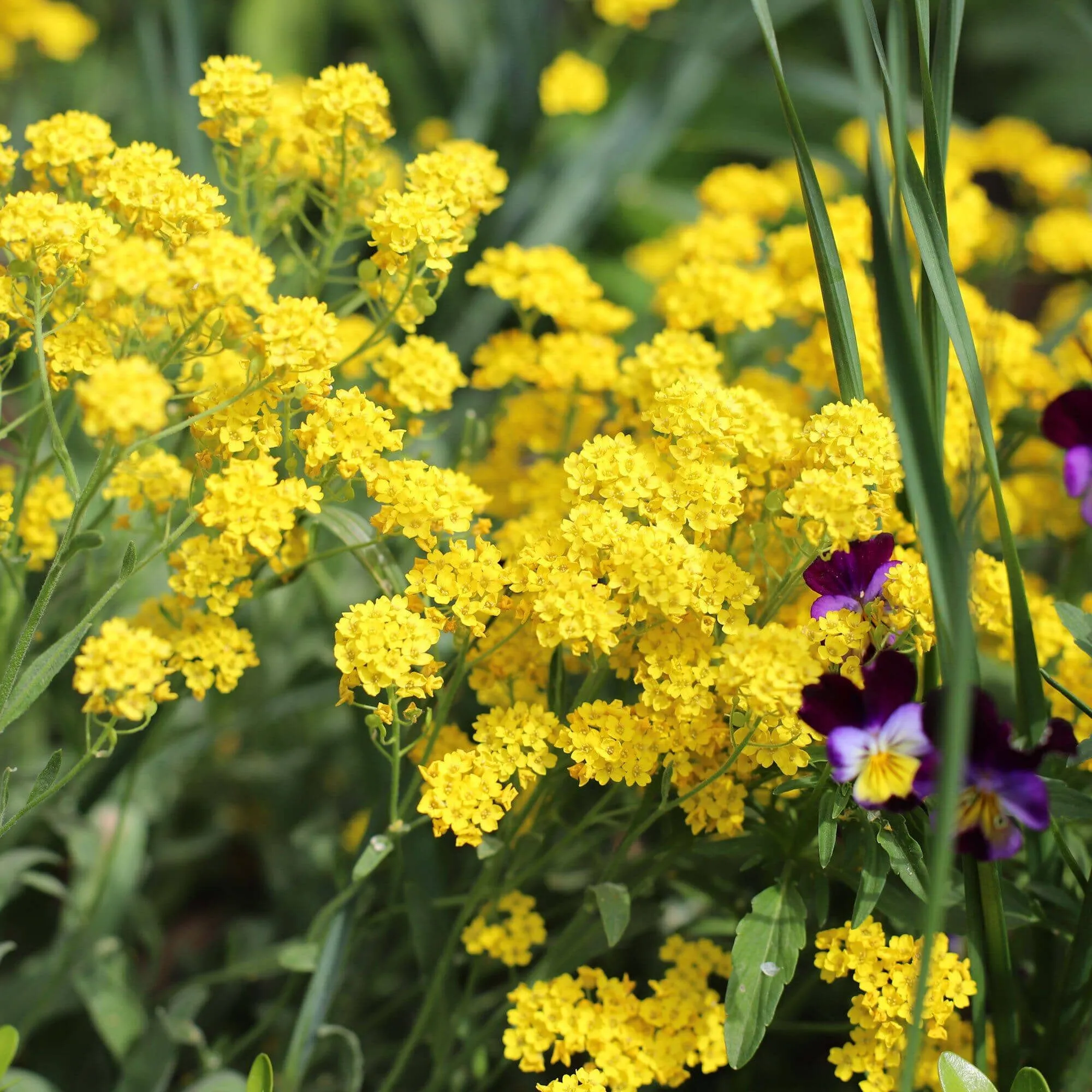 Basket of Gold Seed Pack