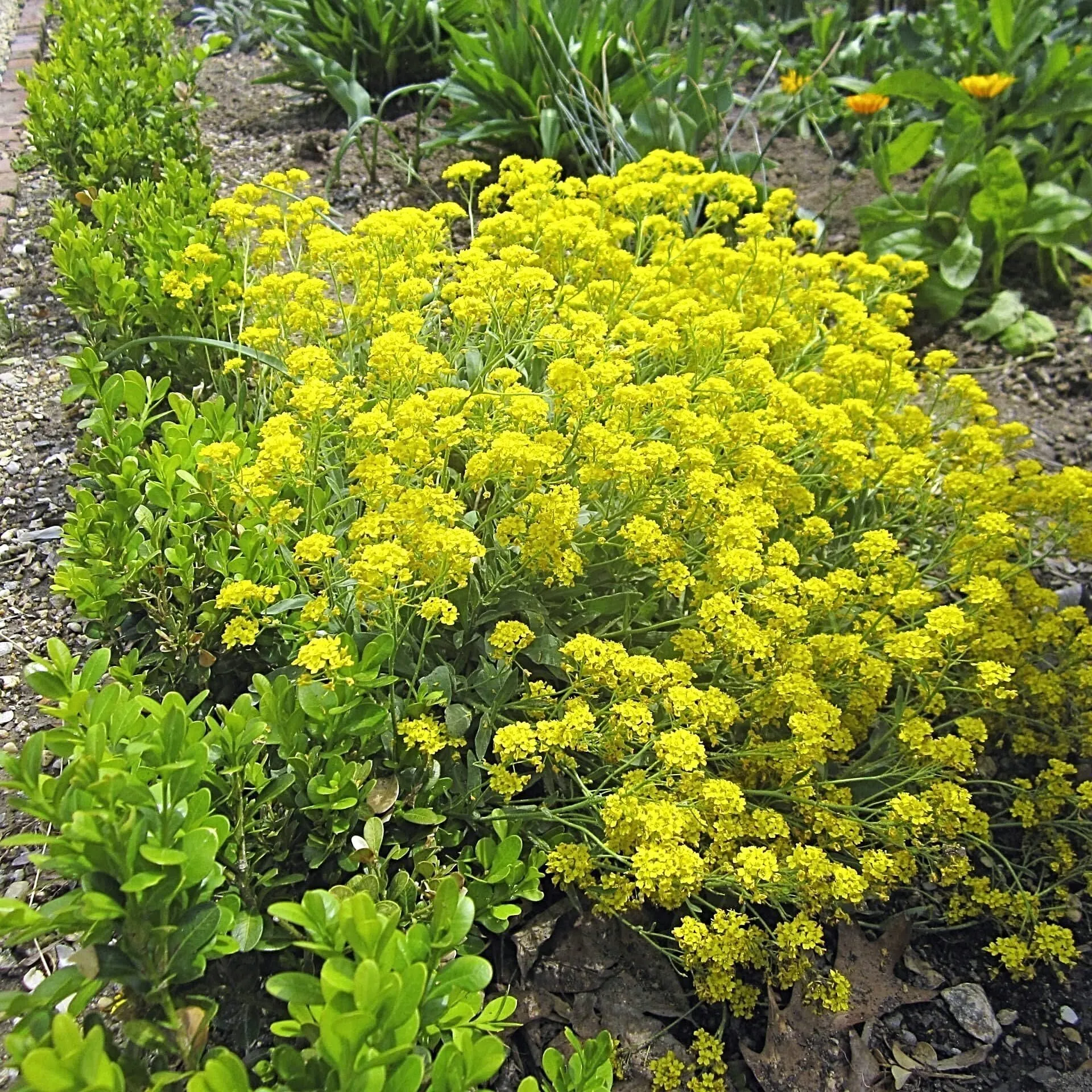Basket of Gold Seed Pack
