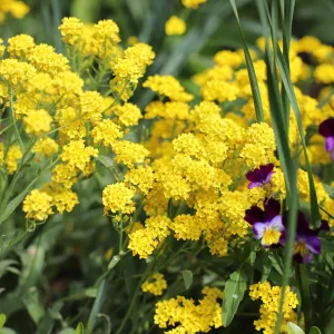 Basket of Gold Seed Pack