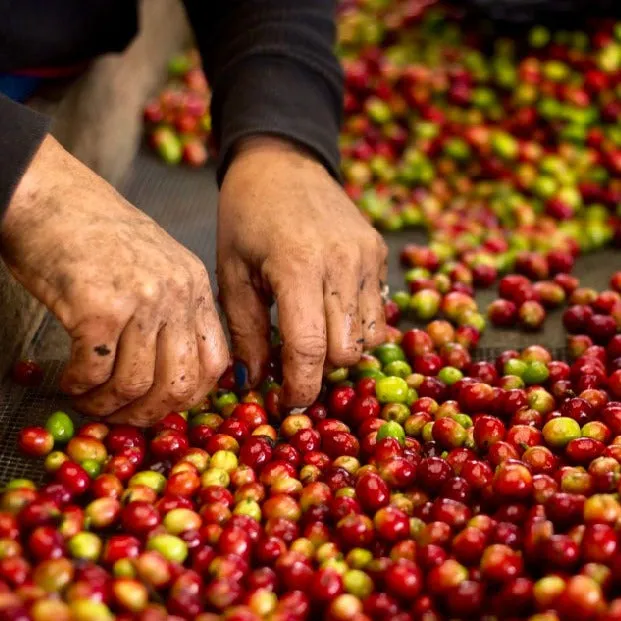 Fazenda Rancho Grande Natural - NEW CROP INCOMING