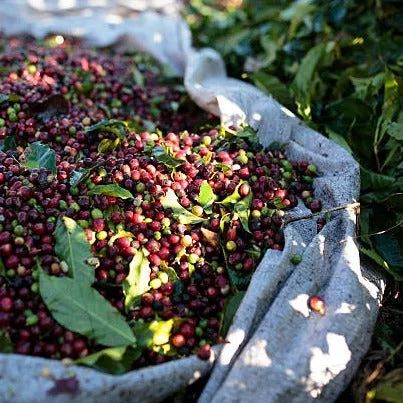 Fazenda Rancho Grande Natural - NEW CROP INCOMING