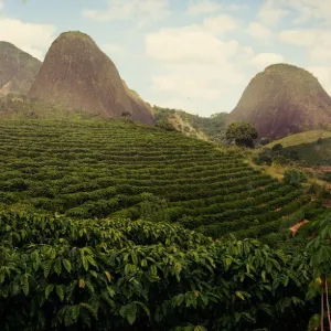Fazenda Rancho Grande Natural - NEW CROP INCOMING