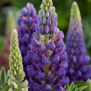 Lupin Legendary 'Shades of Blue'