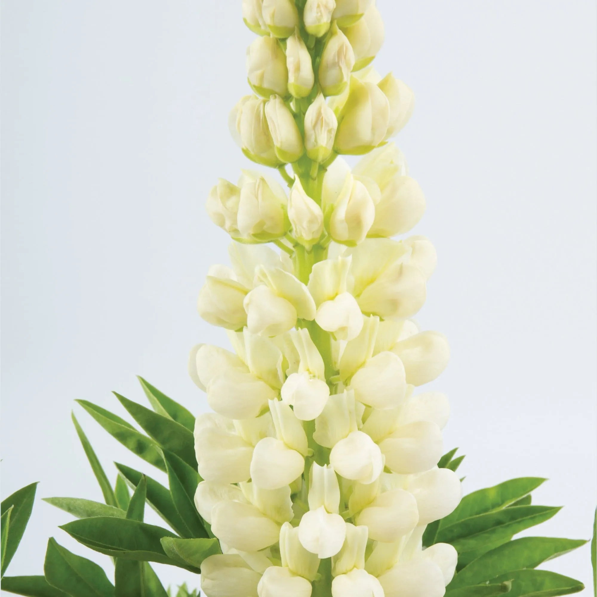 Lupin Legendary 'Shades of White'