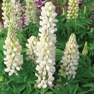 Lupin Legendary 'Shades of White'