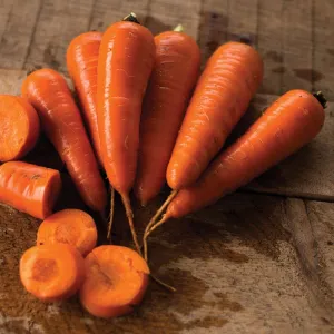 Red Cored Chantenay Carrot (Heirloom, 75 Days)