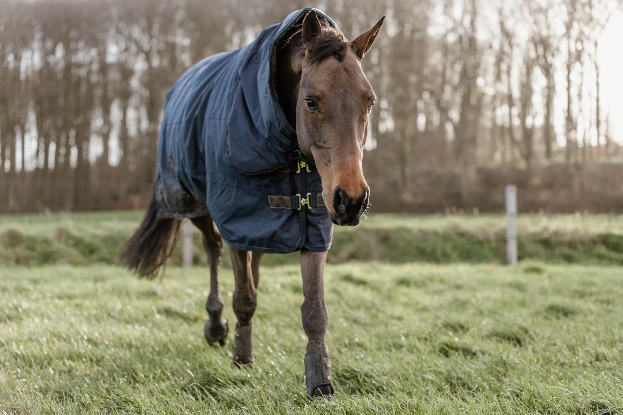 Turnout Rug All Weather Waterproof Pro 0G